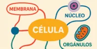 mapas mentales